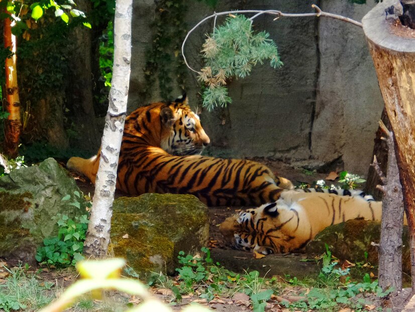     Periyar Tiger Reserve